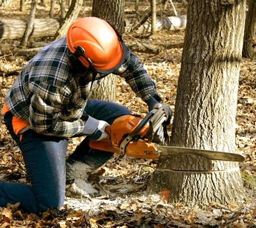 Tree Removal in Enfield, NH